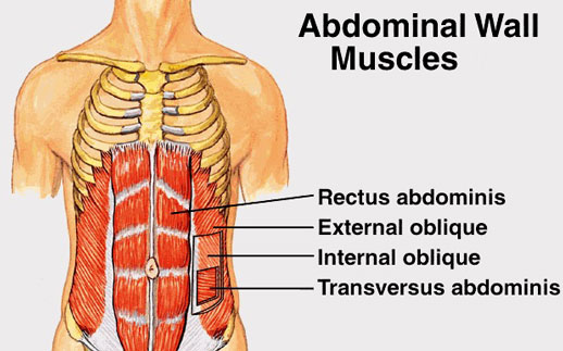 abdominal wall muscles