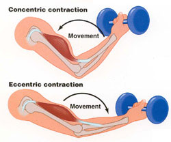 concentric and eccentric training