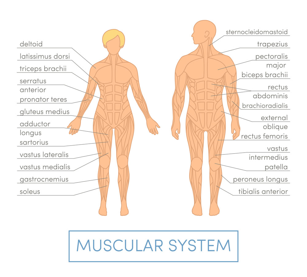 muscular system of male and females