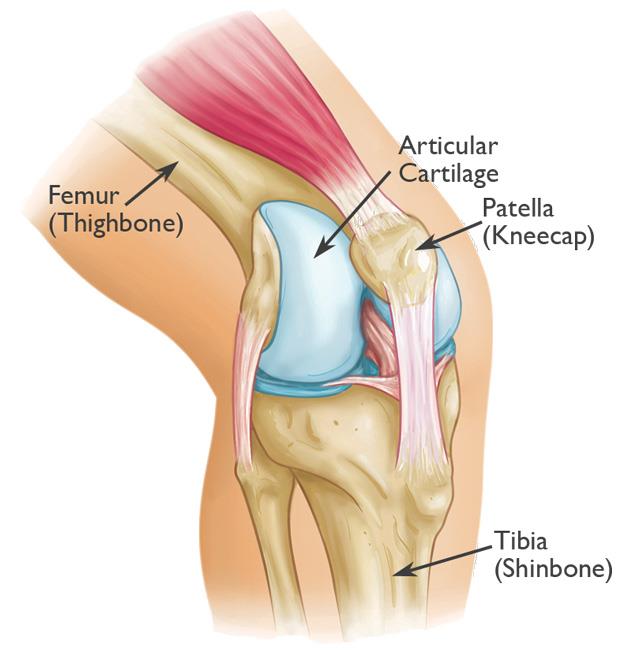 patella joint