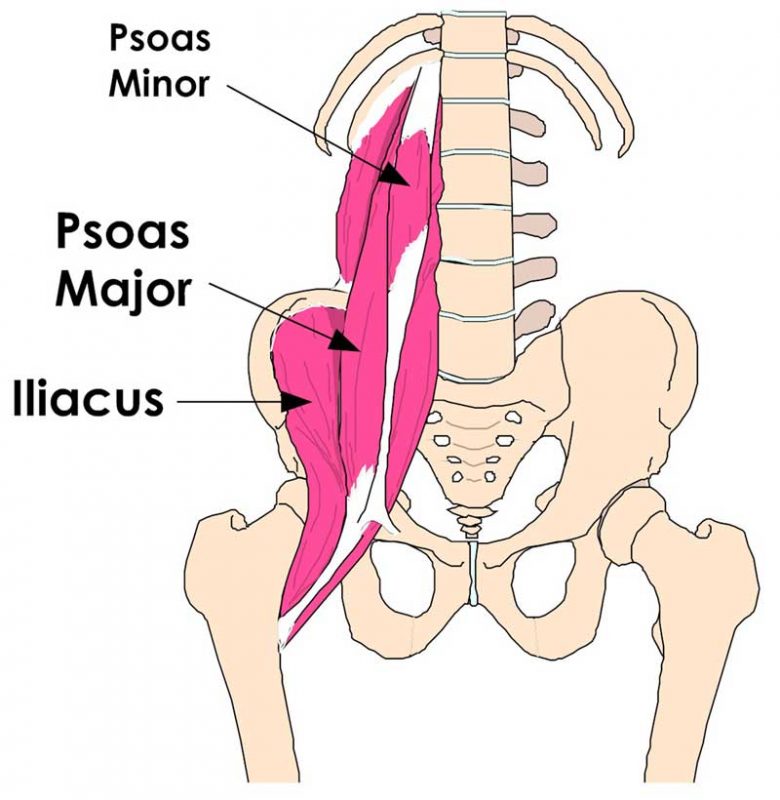 hip flexors psoas major minor illiacus